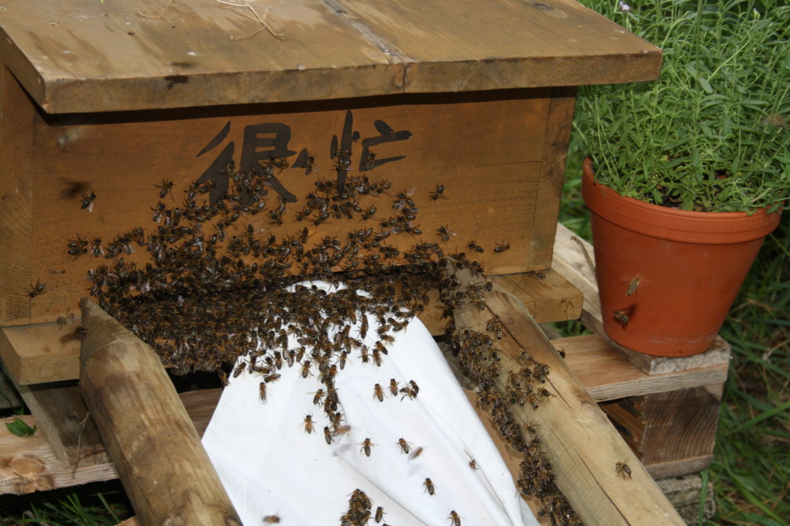 Bienen ziehen in ihr neues Zuhause ein