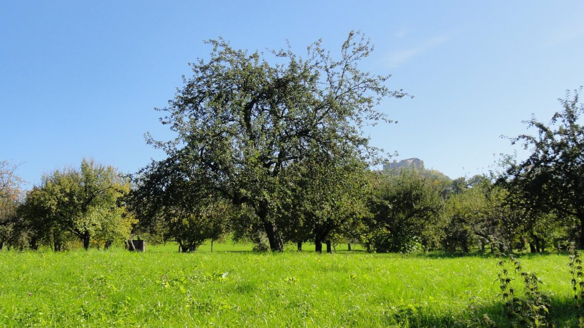 Eine Streuobstwiese mit Apfelbaum im Sommer