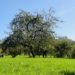 Eine Streuobstwiese mit Apfelbaum im Sommer